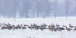 Albifrons: Group of White-fronted Goose (Anser albifrons)