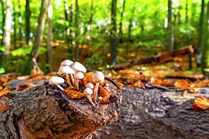 Mushrooms: Group of white mushrooms on a wooden log in the