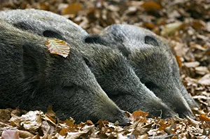 Boar: Group of wild boars (Sus scrofa) sleeping in beech forest