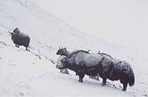 Pakistan: GROUP OF YAK IN SNOW