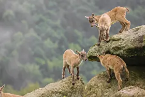 Plays: Group of young ibex (Capra ibex) play on a rock
