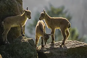 Plays: A group of young ibex (Capra ibex) play on a rock