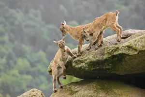 Plays: Group of young ibex (Capra ibex) play on a rock