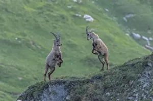 Goat: Group of young male Alpine ibex, Capra ibex, dis