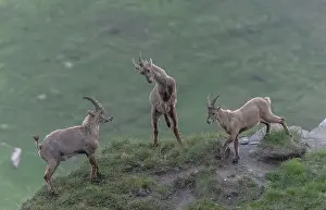 Goat: Group of young male Alpine ibex, Capra ibex, dis