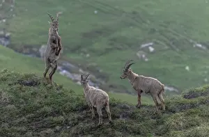 Goat: Group of young male Alpine ibex, Capra ibex, dis