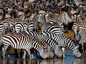 Banks: Group of zebras (Equus quagga) are drinking wate