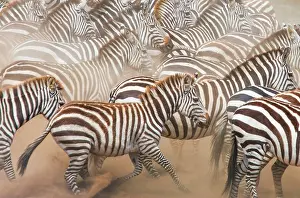 Therapsida: Group of zebras (Equus quagga) in the dust. Keny
