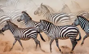 Therapsida: Group of zebras (Equus quagga) are running in th
