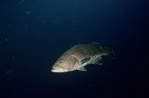 Groupers: GROUPER - 2K