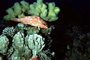 Epinephelus: GROUPER