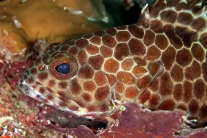 Staghorn: Grouper