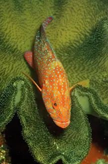 Douglas David Seifert: Grouper - in coral