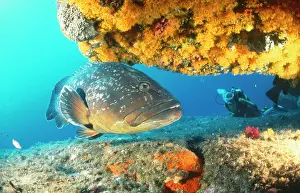 Groupers: GROUPER by coral - with scuba diver