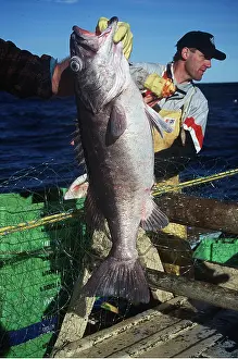 Fisherman: Grouper fish held by gills by fisherman