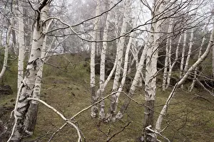 Etna: Grove of Mt. Etna birches