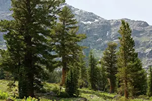 Firs: Grove of Red Firs - near Winnemucca Lake