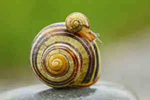 Mollusc: Grove slug, Cepaea nemoralis, Switzerland, Europe
