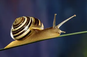 Grove: Grove Snail (Cepaea nemoralis) in close up, Bel