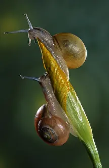 Grove: Grove Snails (Cepaea nemoralis) on top of plant