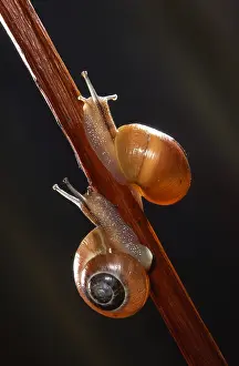 Grove: Grove Snails (Cepaea nemoralis) on a plant stem