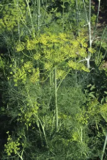 Flavoring: Dill