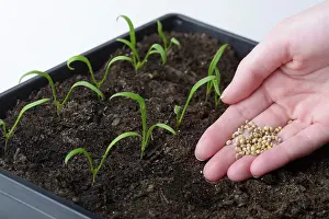 Sprouts: Growing spinach