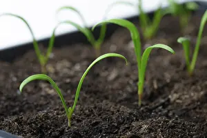Sprouts: Growing spinach