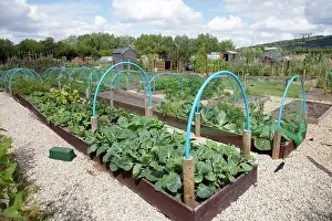 Allotment: Growing vegetables in raised beds on community allotments