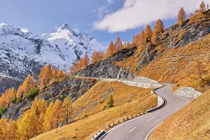 Pinaceae: GroYglockner High Alpine Road in autumn, larches