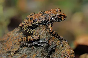 Ceylon: Grubby Shrub frog