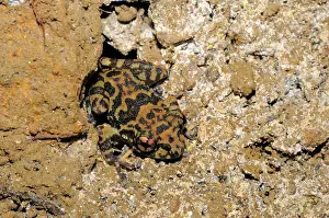 Ceylon: Grubby Shrub frog