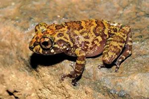Ceylon: Grubby Shrub frog