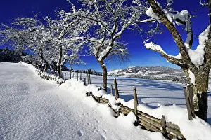 Kitzbhel: Gruberberg, Hopfgarten, snowy fruit trees, Kitzb&, x2896c972;