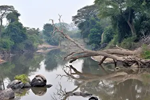 Grumeti: Grumeti river with overhanging dead tree reflecting in water
