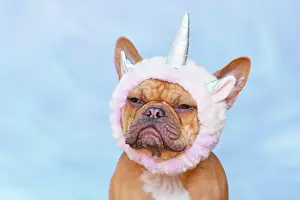 Dressed: Grumpy French Bulldog dog dressed up with unicorn