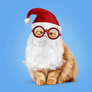 Miserable: Grumpy Red Persian Cat dressed as Father Christmas