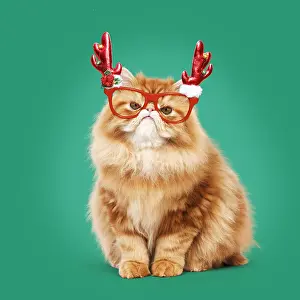 7948: Grumpy Red Persian Cat with red antler glasses