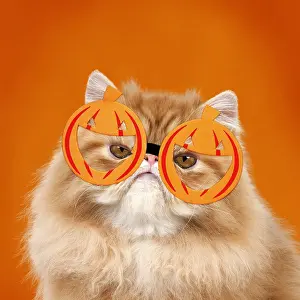 280219: Grumpy Red Persian Cat wearing pumpkin glasses