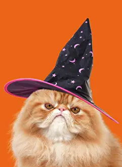 7948: Grumpy Red Persian Cat wearing a witch hat