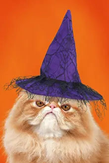 7948: Grumpy Red Persian Cat wearing a witch hat