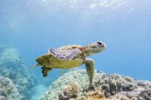 Mydas: Grune Meeresschildkrote (Chelonia mydas), unter