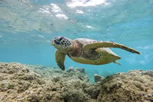 Mydas: Grune Meeresschildkrote (Chelonia mydas), unter