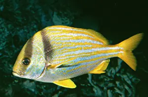 Grunt: Grunt / Porkfish