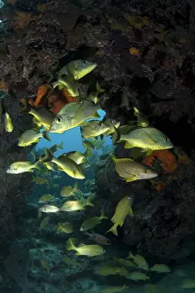 Keys: Grunters - swimming through hole