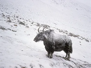 Winds: Grunting Ox during a snow storm