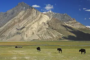 Vale: Grunting oxes in a high valley of Zanskar India