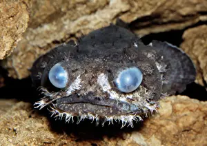 Grunniens: Grunting TOADFISH