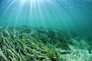 Queen: Grunts (Haemulon parra), swimming above a Thalassia