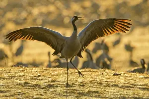 Dance: (grus grus) courtship with flapping wings, dance